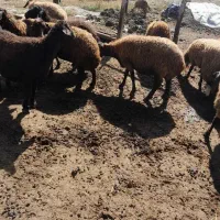 10راس گوسفند داشتی.