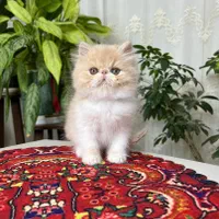 این کوچولوی ملوس در انتظار شماست/فروش گربه خانگی|گربه|اهواز, کیانپارس |دیوار