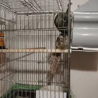 عروس هلندی وگرینچیک