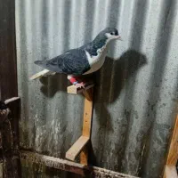 کفتر وبوم|پرنده|مشهد, نوید|دیوار