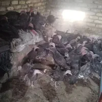 بوقلمون پنج ماهه