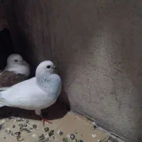 کبوتر گم شده سفید