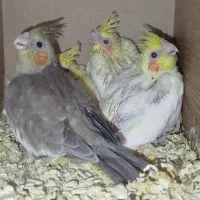 جوجه سرلاکی