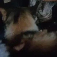 واگذاری گربه