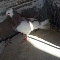 کفتر فوری|پرنده|مسجد سلیمان, |دیوار