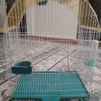 قفس پرنده، عروس هلندی
