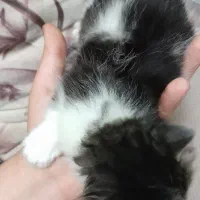 پرشین واگذاری