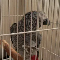 کاسکو پرکلام جمله گو پر صحبت نر ۴ ساله|پرنده|تهران, اسکندری|دیوار