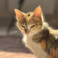 گربه|گربه|رشت, نیکمرام|دیوار
