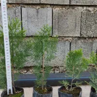 نشای نایکسی سبزه فشرده