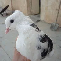 کفتر|پرنده|مسجد سلیمان, |دیوار