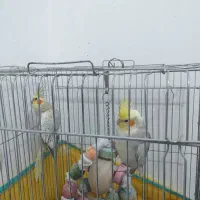 عروس هلندی|پرنده|دره شهر, |دیوار