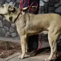 سگ پژدر نگهبان نر  یکساله  عراقی|سگ|تهران, تهرانپارس شرقی|دیوار