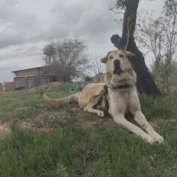 سگ عراقی