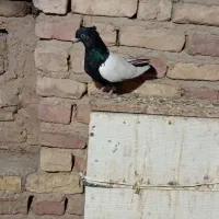 سینه سیاه ماده