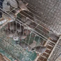 فنچ کینگ وزبرا والماسی