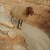 گوسفند|حیوانات مزرعه|شباب, |دیوار