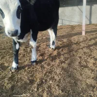 تلیسه|حیوانات مزرعه|مود, |دیوار