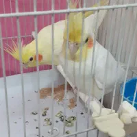 یک‌جفت عروس هلندی