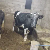 گاو