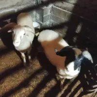 فروش گوسفند  نر وماده وبز|حیوانات مزرعه|لاهیجان, لیل|دیوار