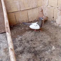 کفتر سینه زرد و سینه مشگی نروماده کاکلی