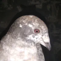 دو عدد کبوترها نر