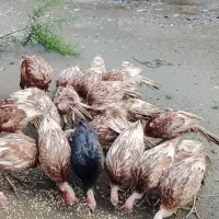 بوقلمون