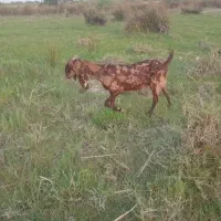 بز ۴ تا نر و ۲ تا ماده