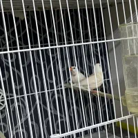 فنچ‌کرواتی