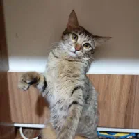 گربه گمشده|حیوانات|گنبد کاووس, |دیوار