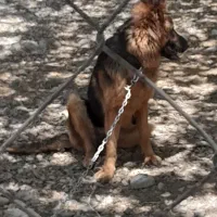 سگ ژرمن  نر