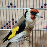 سهره وحش ورام عطیقه|پرنده|شیراز, تندگویان|دیوار