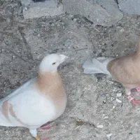 کفتر‌کرم