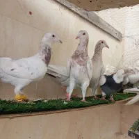 60تا کفتر حراج فی مناسب