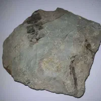 فسیل کمیاب