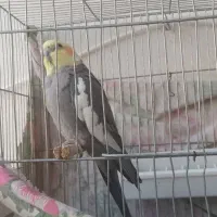 عروس هلندی نر سخنگو