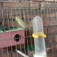 مرغ عشق بالغ