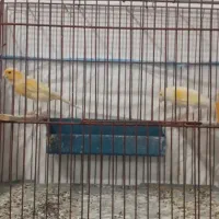 قناری نر ماده آماده