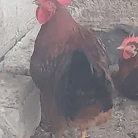 خروس