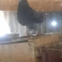 کبوتر|پرنده|رشت, تازه آباد|دیوار