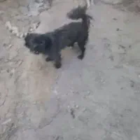 سگ گم شد|حیوانات|کرمانشاه, |دیوار