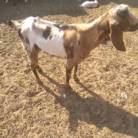 بز زایده|حیوانات مزرعه|رفسنجان, |دیوار