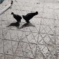 مرغ خروس