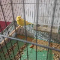 قناری|پرنده|یزد, |دیوار