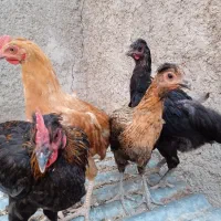 مرغ تخمگذار وخروس