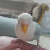 کوتوله گمشده