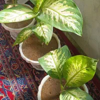 گل های فروشی|گل و گیاه طبیعی|آذرشهر, |دیوار