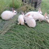 خرگوش خانگی سفید در خواجه نفس