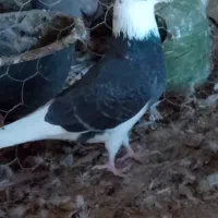 کبوتر|پرنده|بندرعباس, |دیوار